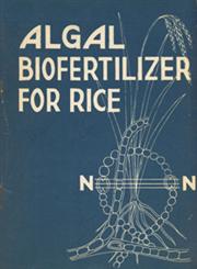 Blue Green Algae (A Biofertilizer for Rice)