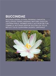 Buccinidae Buccinum, Engina, Euthria, Prosipho, Chauvetia, Antillophos, Pisania, Nassaria, Neptunea, Busycon, Lightning whelk, Knobbed whelk,1155736265,9781155736266