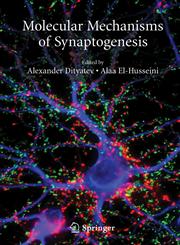 Molecular Mechanisms of Synaptogenesis,0387325603,9780387325606