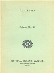 Lantana