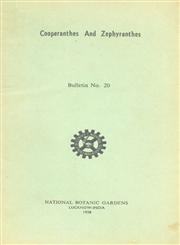 Cooperanthes and Zephyranthes
