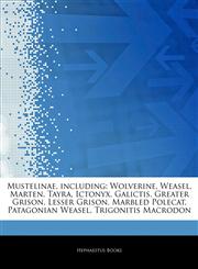 Articles On Mustelinae, including Wolverine, Weasel, Marten, Tayra, Ictonyx, Galictis, Greater Grison, Lesser Grison, Marbled Polecat, Patagonian Weasel, Trigonitis Macrodon,1243401311,9781243401311