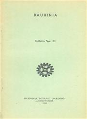 Bauhinia