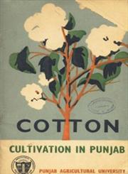 Cotton Cultivation in Punjab